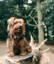 rufikw2001jpg.jpg